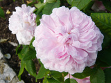 Jacques cartier rose